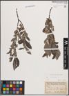 Foto von Salix cinerea L.